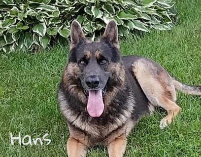 hans image